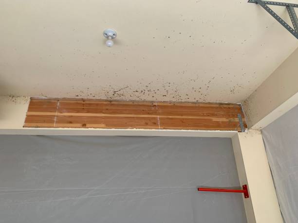 Professional Mold Removal in Bear Creek, AK